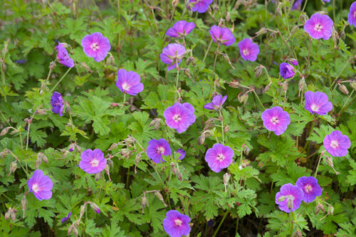 Geranium himalayense 'Gravetye' - Obrázek 1