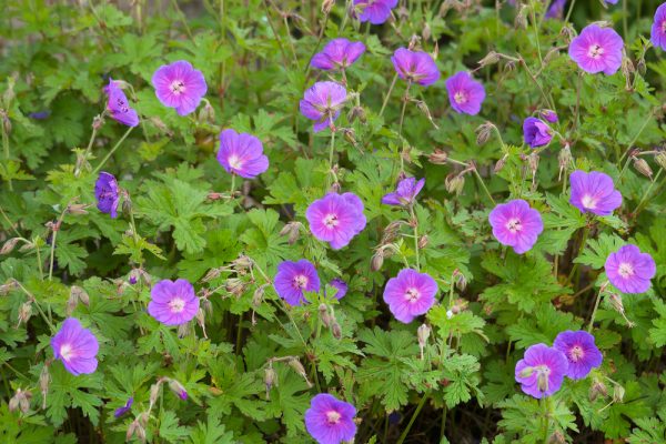Geranium himalayense 'Gravetye'