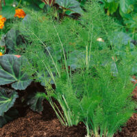 Foeniculum vulgare 'Greeny'