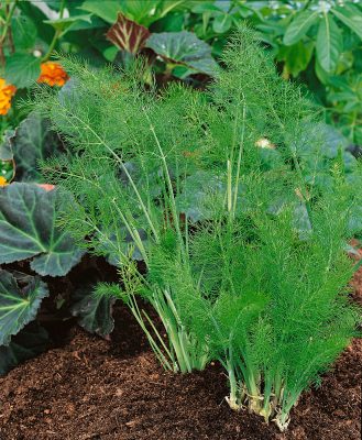 Foeniculum vulgare 'Greeny'