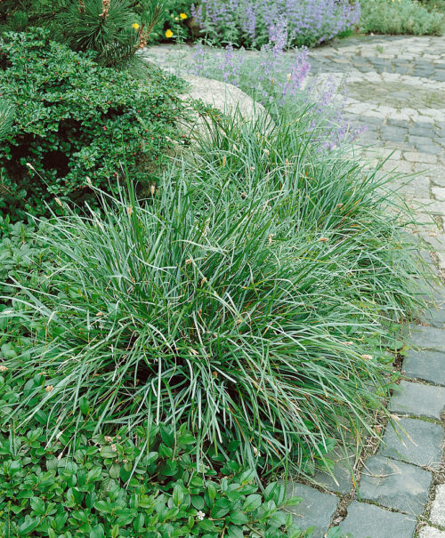 Sesleria caerulea - Obrázek 1