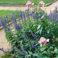 Veronica spicata