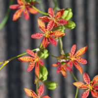 Belamcanda chinensis