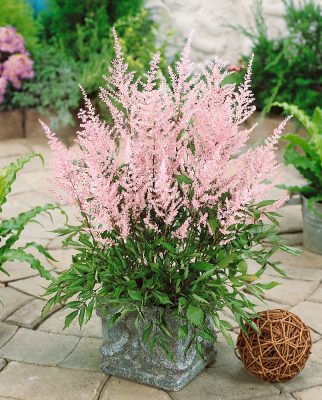 Astilbe japonica 'Europa'