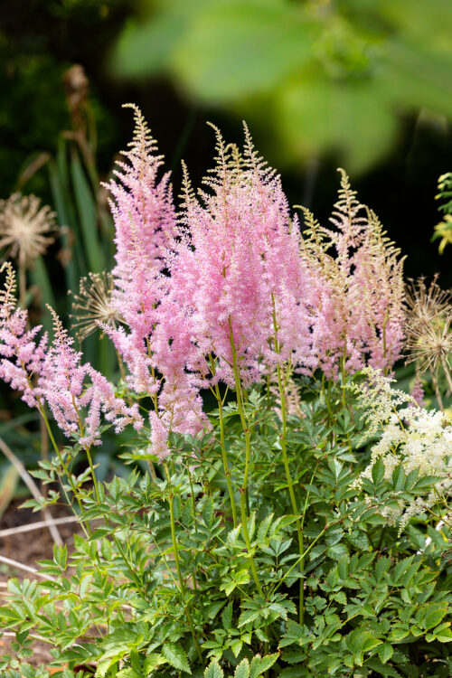 Astilbe japonica 'Anita Pfeifer' - Obrázek 1