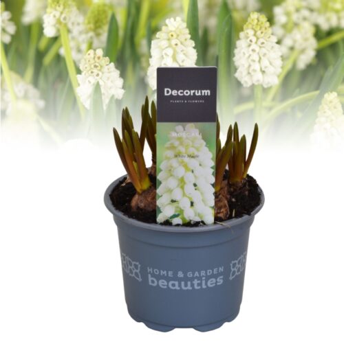 Muscari aucheri 'White Magic' - Image 3