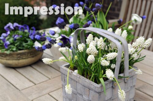 Muscari aucheri 'White Magic' - Image 1