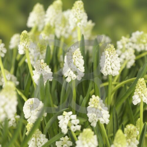 Muscari aucheri 'White Magic' - Image 2