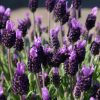 Lavandula stoechas | Levandule smilovitá - Květináč, pr. 13 cm