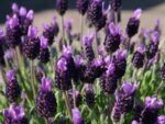Lavandula stoechas | Levandule smilovitá