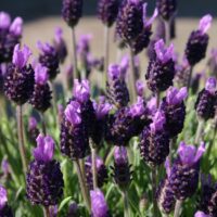 Lavandula stoechas | Levandule smilovitá