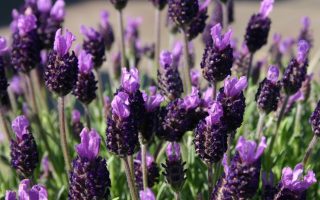 Lavandula stoechas | Levandule smilovitá