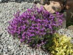 Lavandula stoechas | Levandule smilovitá - Obrázek 2