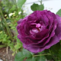 Rosa 'Minerva'®