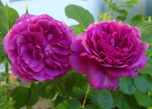Rosa 'Minerva'® - Obrázek 2