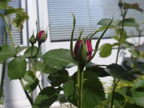 Rosa 'Minerva'® - Obrázek 3