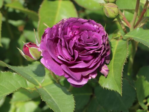 Rosa 'Minerva'® - Obrázek 4