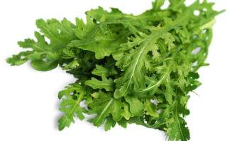 Rucola sazenice, cena za ks