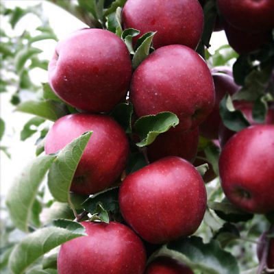 Jabloň 'Rubinstar'