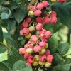 Vaccinium corymbosum 'Pink Lemonade'® - C2,5L