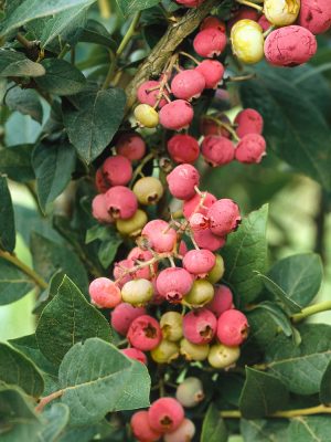 Vaccinium corymbosum 'Pink Lemonade'®