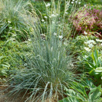 Helictotrichon sempervirens 'Saphirshprudel'