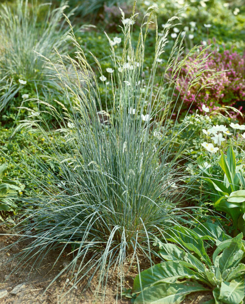 Helictotrichon sempervirens 'Saphirshprudel' - Obrázek 1