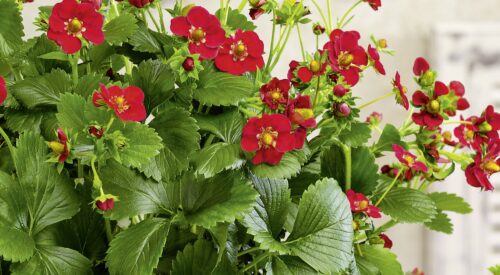 Jahody - sazenice 'RED WONDER' - Image 1