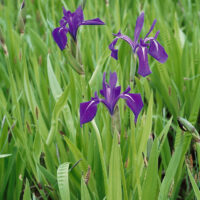 Iris laevigata
