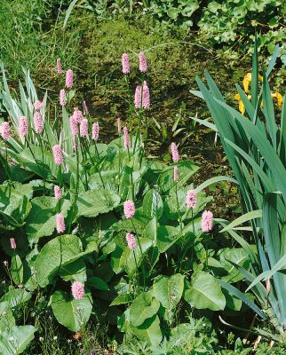 Bistorta officinalis