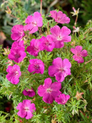Geranium sanquineum