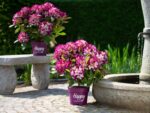 Rhododendron Happydendron® ´Pushy Purple®´ - Obrázek 3