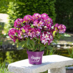 Rhododendron Happydendron® ´Pushy Purple®´ - Obrázek 2