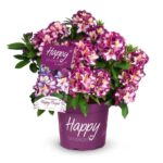 Rhododendron Happydendron® ´Pushy Purple®´