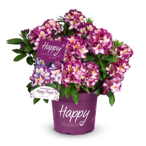 Rhododendron Happydendron® ´Pushy Purple®´ - Obrázek 1