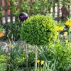 Buxus sempervirens, koule - C7,5L kmínek 60CM, koule 25-30 CM