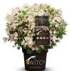 Hydrangea pan. ´Switch Ophelia´®(Polestar) - C1,5L-v. 20 CM