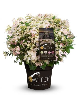 Hydrangea pan. ´Switch Ophelia´®(Polestar)