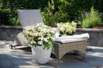 Hydrangea pan. ´Switch Ophelia´®(Polestar) - Image 5