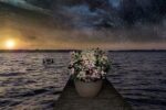Hydrangea pan. ´Switch Ophelia´®(Polestar) - Image 6