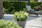 Hydrangea pan. ´Switch Ophelia´®(Polestar) - Image 2