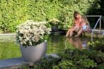 Hydrangea pan. ´Switch Ophelia´®(Polestar) - Image 3