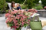 Hydrangea pan. ´Switch Ophelia´®(Polestar) - Image 4