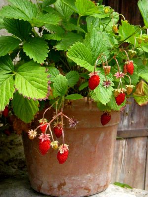 Jahody-sazenice 'ALPEN ROT'-lesní jahodník, P10