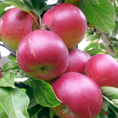Jabloň 'Delikates'
