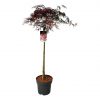 Acer palm. 'Garnet' - C15L-kmen KM100 CM