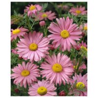 Tanacetum coccineum ´Robinsons Rose´