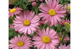 Tanacetum coccineum ´Robinsons Rose´