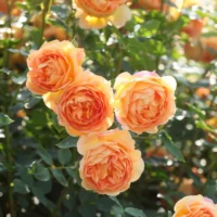 ROSA 'David Austin'® 'Lady of Shalott'®