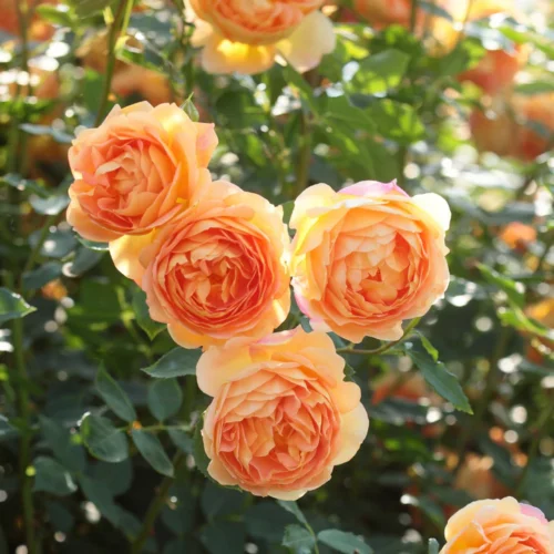 ROSA 'David Austin'® 'Lady of Shalott'® - Obrázek 1